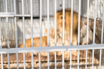Cage with an animal inside © Nariman