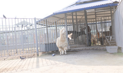 Lama stands in his aviary and looks