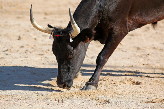 Taureau noir de Camargue dans les ar&egrave;nes lors de la feria pour la course camarguaise.