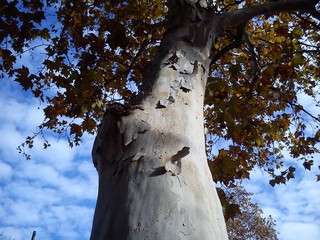 Autumn yellow leaves on a plane tree. Yellow tree crown on a background of blue sky with clouds....