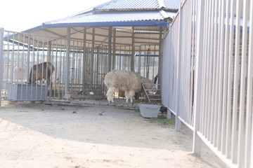 Lama eats the hay that the man brought her