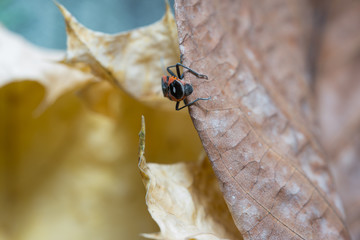 Pyrrhocoris apterus moves along a leaf of a tree