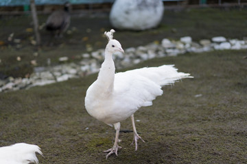 White peacock stands on the ground