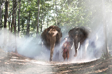 Shepherd in the jungle with elephantsThe elephants performed the ritual together with the elephants in the rice fields