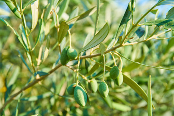 olive tree branch with small green olives                               