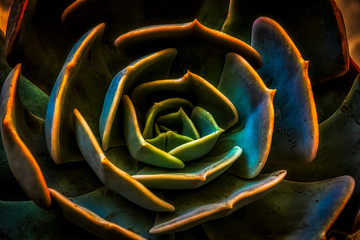 detailed photo of cactus flower