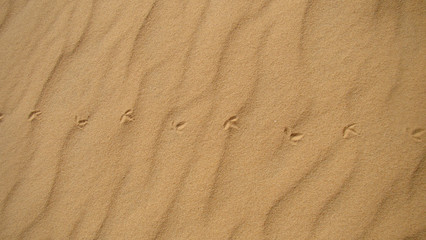Fototapeta na wymiar Footprints of a tiny bird on sand