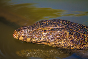 Reptil im Wasser