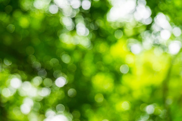 Obraz premium Natural background. Abstract Light bokeh form tree.