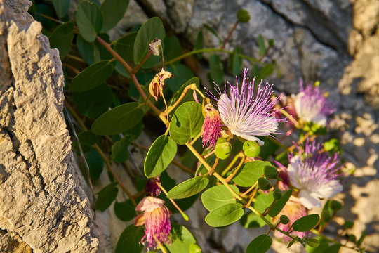 Capparis Spinosa, Caper bush, Flinders rose                          