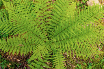 Green fresh fern branches in the forest. Natural background.