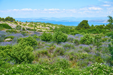 Lavender fields on Hvar, Croatia; purple colour, butterflies, rural                              