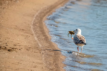 seagull photo in natural environment