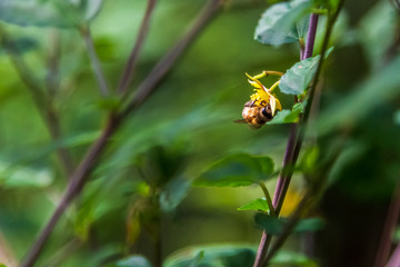 naturaleza