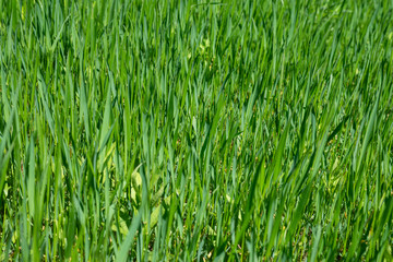 Fresh green grass as background. Selective focus with shallow depth of field.