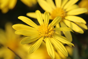 マーガレットコスモスの花