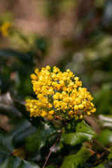 fleur jaune petits boutons