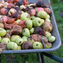 spoiled apples loaded into a wheelbarrow