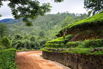 Tea plantation