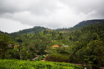 Tea plantation