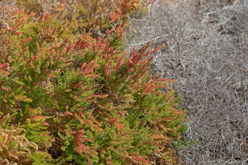Close up of spontaneous plant Suaeda vermiculata.