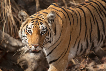 Baras, Royal Bengal tiger, Panthera tigris, Pench Tiger Reserve, Maharashtra, India