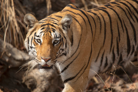 The Royal Bengal Tiger