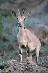 Himalayan Ibex, Capra sibirica hemalayanus, Jispa, Himachal Pradesh, India