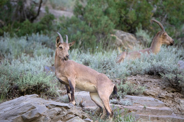 Himalayan Ibex, Capra sibirica hemalayanus, Jispa, Himachal Pradesh, India