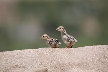 Chukar partridge hatchlings,  Alectoris chukar, Leh, Jammu and Kashmir, India