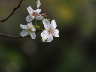 Obraz premium 四季桜の花のアップ