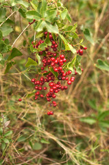 Obraz premium Grappe de baies