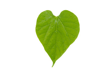 green heart leaf isolated on white background