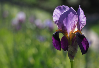 Iris/Schwertlilie, Blüte