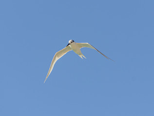 tern in flight on blue sky