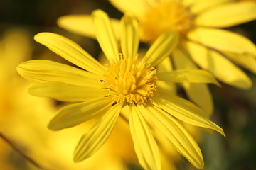 マーガレットコスモスの花