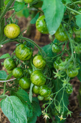 Bush with green tomatoes in the greenhouse.