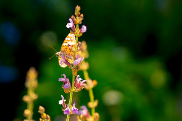 Red Admiral butterfly on a sage flower