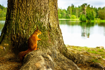 Red squirrel in norwegian forest.
