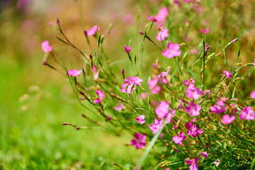  carnation flowers in blossom on sunny day                              