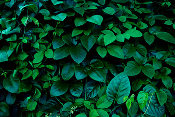 Fresh green leaves with natural background, with beautiful smooth leaves for wallpapers.