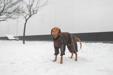 Dogs of the breed magyar vizsla dressed in a jacket is in the snow in the winter season and looks to the side. Dog on a walk in the park in the winter on the phine of a building with a white wall.