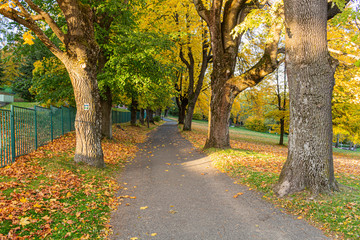 Autumn forest scenery with road of fall leaves & warm light illumining the gold foliage. Footpath in scene autumn forest nature. Vivid october day in colorful forest, maple autumn trees road fall way