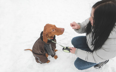 Young girl playing with a dog on a snowy winter day. Walking with the dog in the winter season. Owner of the dog on snow, top view. Copyspace. Magyar vizsla.