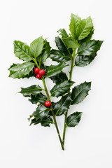Christmas Holly With Red Berries.