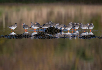 Group of Redshank