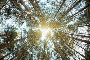 Treetops of pine trees. Fisheye photo.