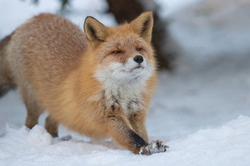 雪の中のキタキツネ