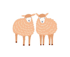 Two cute sheep flat vector illustration. Adorable woolly lambs, fluffy domestic animals isolated on white background. Ewe breeding, ovine farm livestock, husbandry decorative design element.