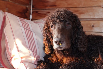 Sweet Irish Water Spaniel with some flower on the nose